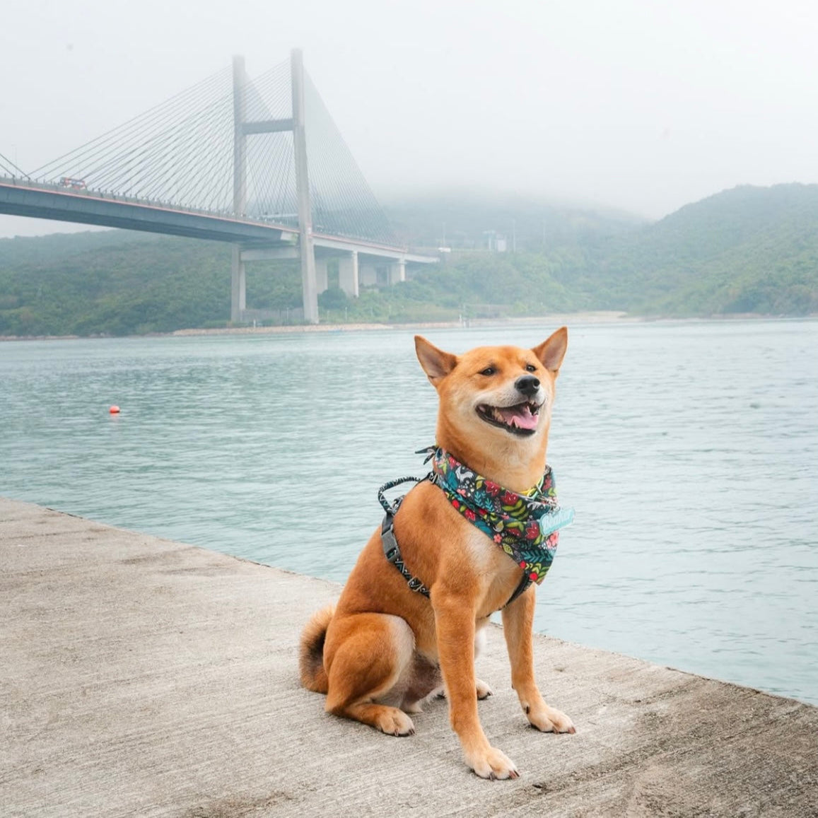 BACKYARD - SAILOR BOW