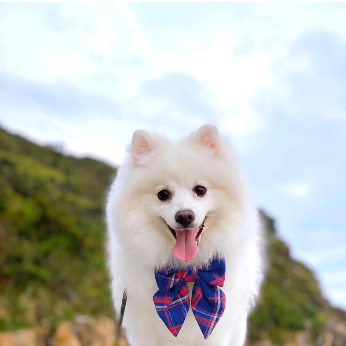 AMSTERDAM - SAILOR BOW