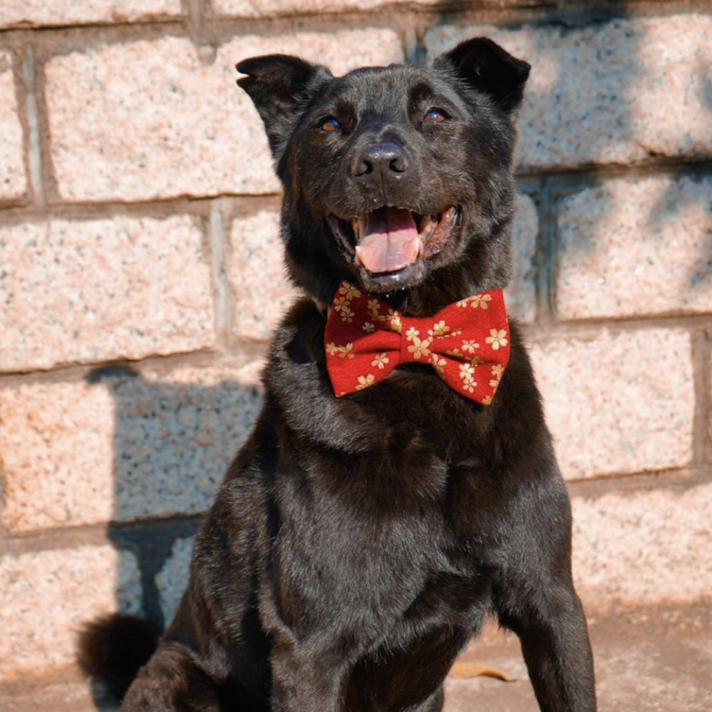 KIMONO RED - SAILOR BOW