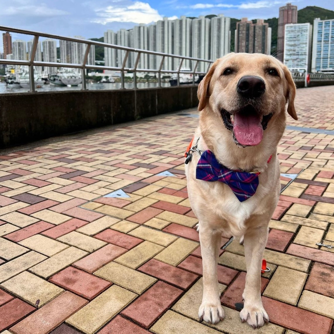 AMSTERDAM - SAILOR BOW