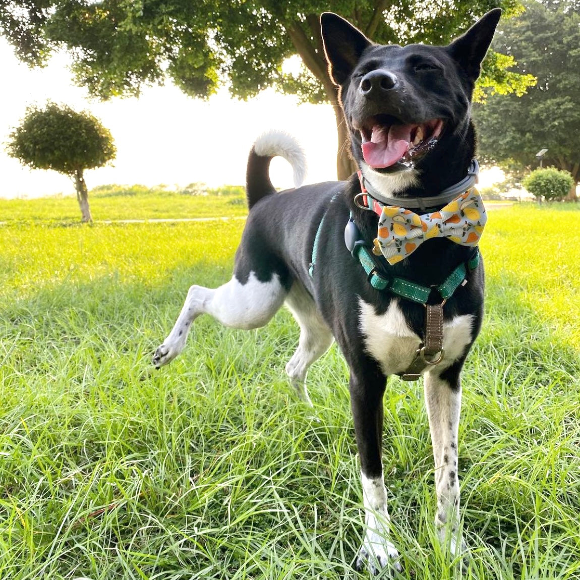 YELLOW PEAR - SAILOR BOW