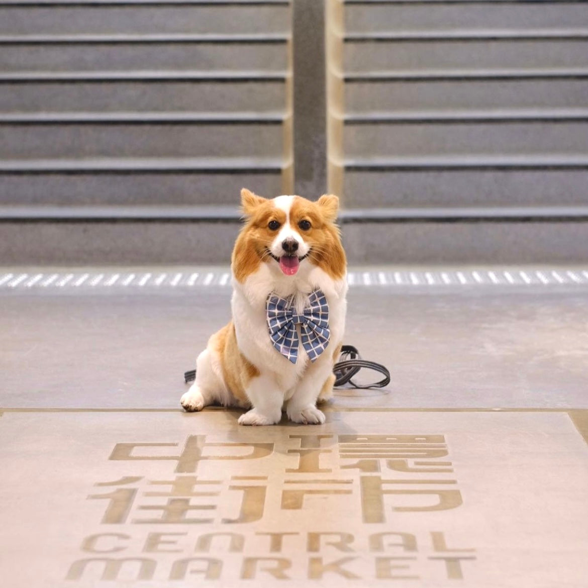 TILES BLUE CORN - SAILOR BOW