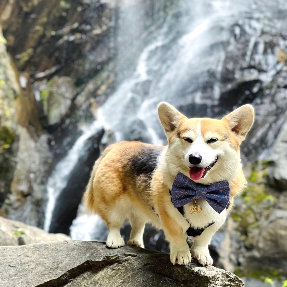 COCU - BANDANA