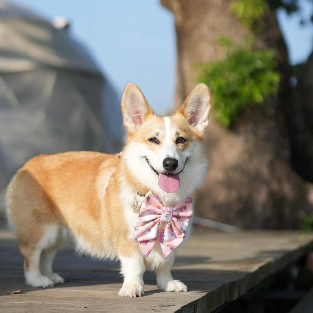 FLOWER LLAMA - Bowtie Large & XL // READY TO SHIP