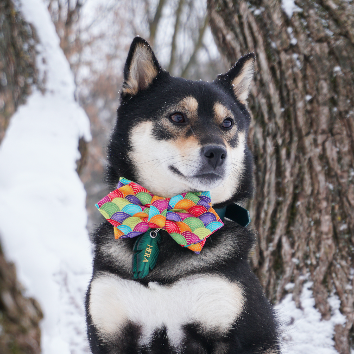 FORTUNE NAMI RAINBOW - DIAMOND BOW