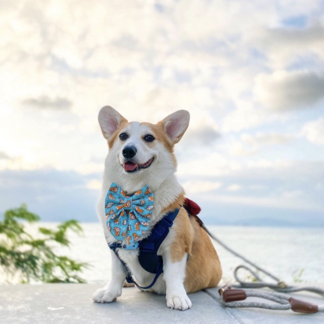 CORGI PLAYDATE - DIAMOND BOW