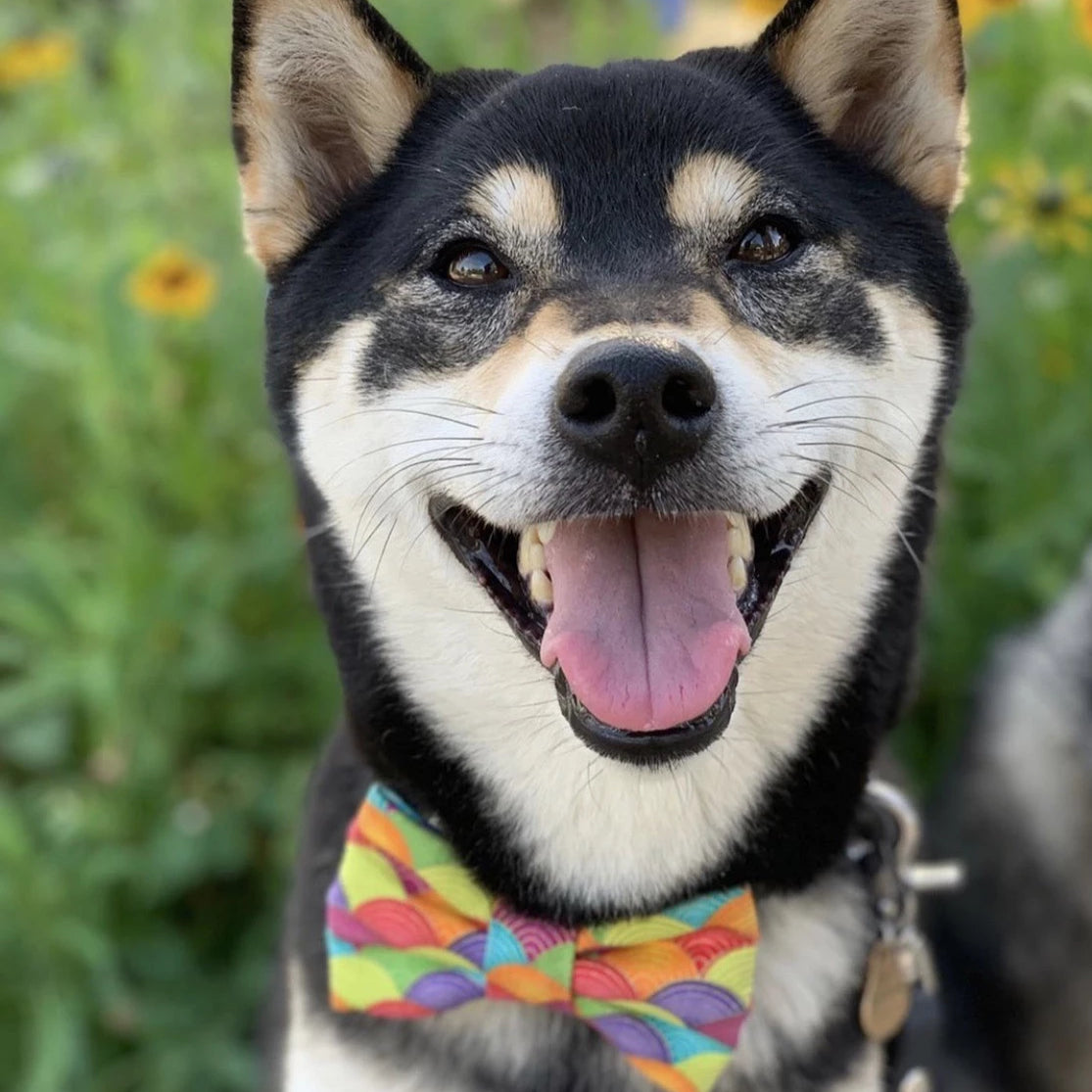 FORTUNE NAMI RAINBOW - DIAMOND BOW