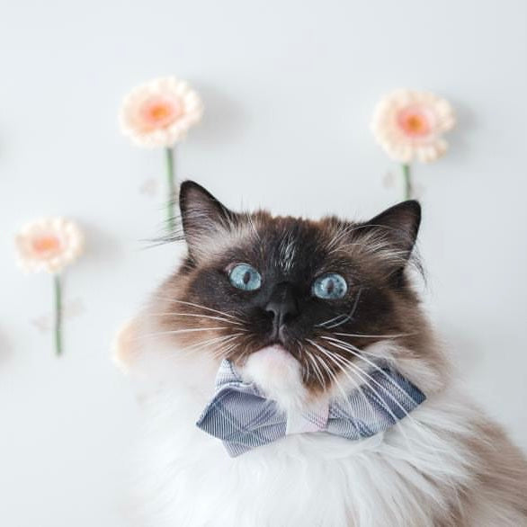 KITAKYUSHU - Sailor Standard // READY TO SHIP