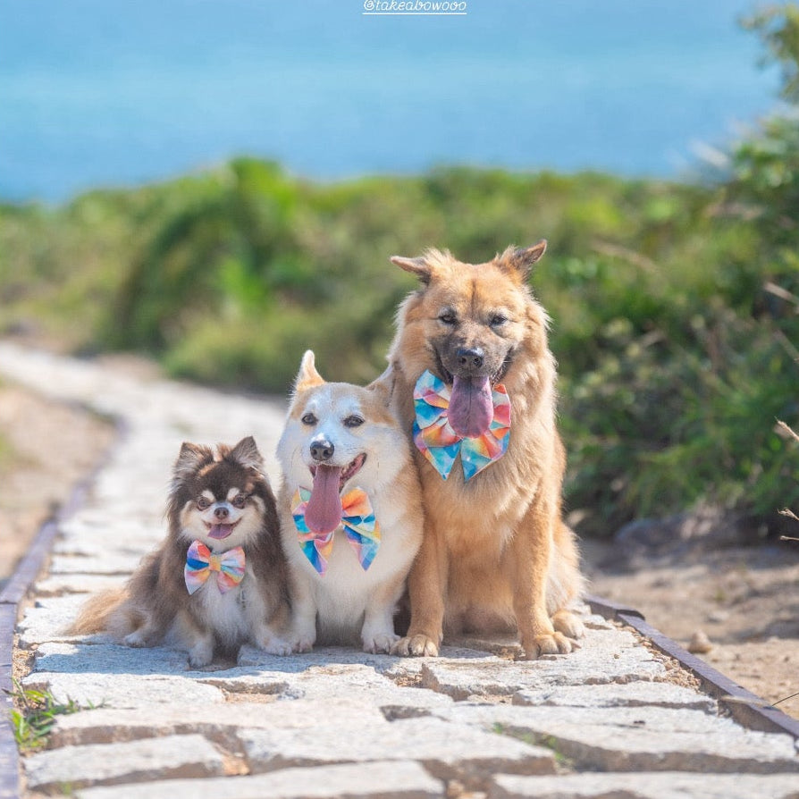 SPECTRUM - Bowtie Standard, Large & XL // READY TO SHIP