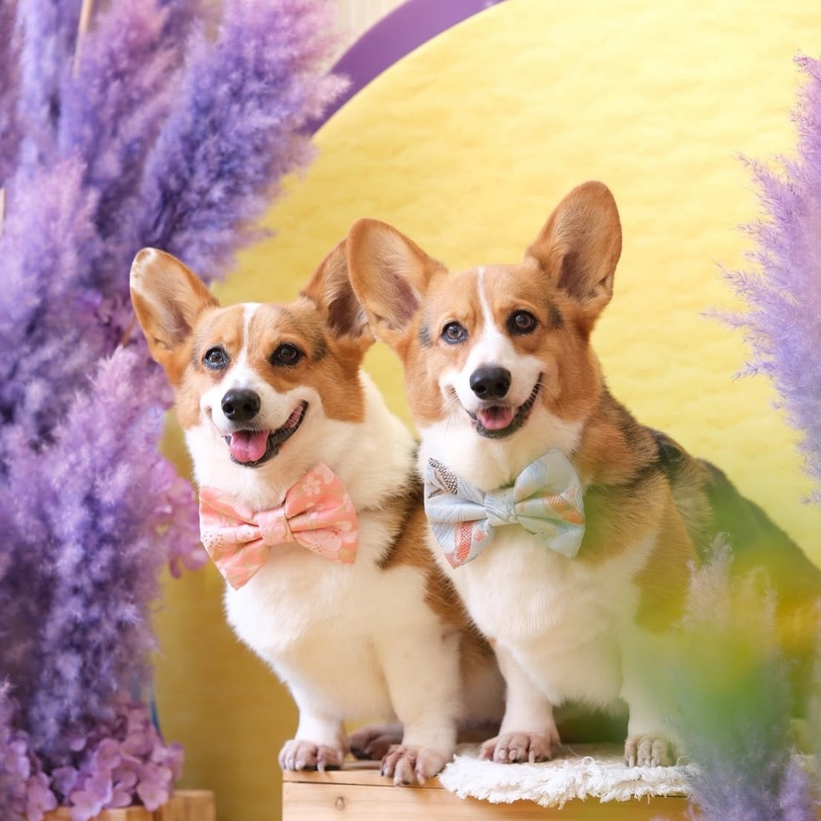 JAPANESE BROCADE // KOI VERSION 2