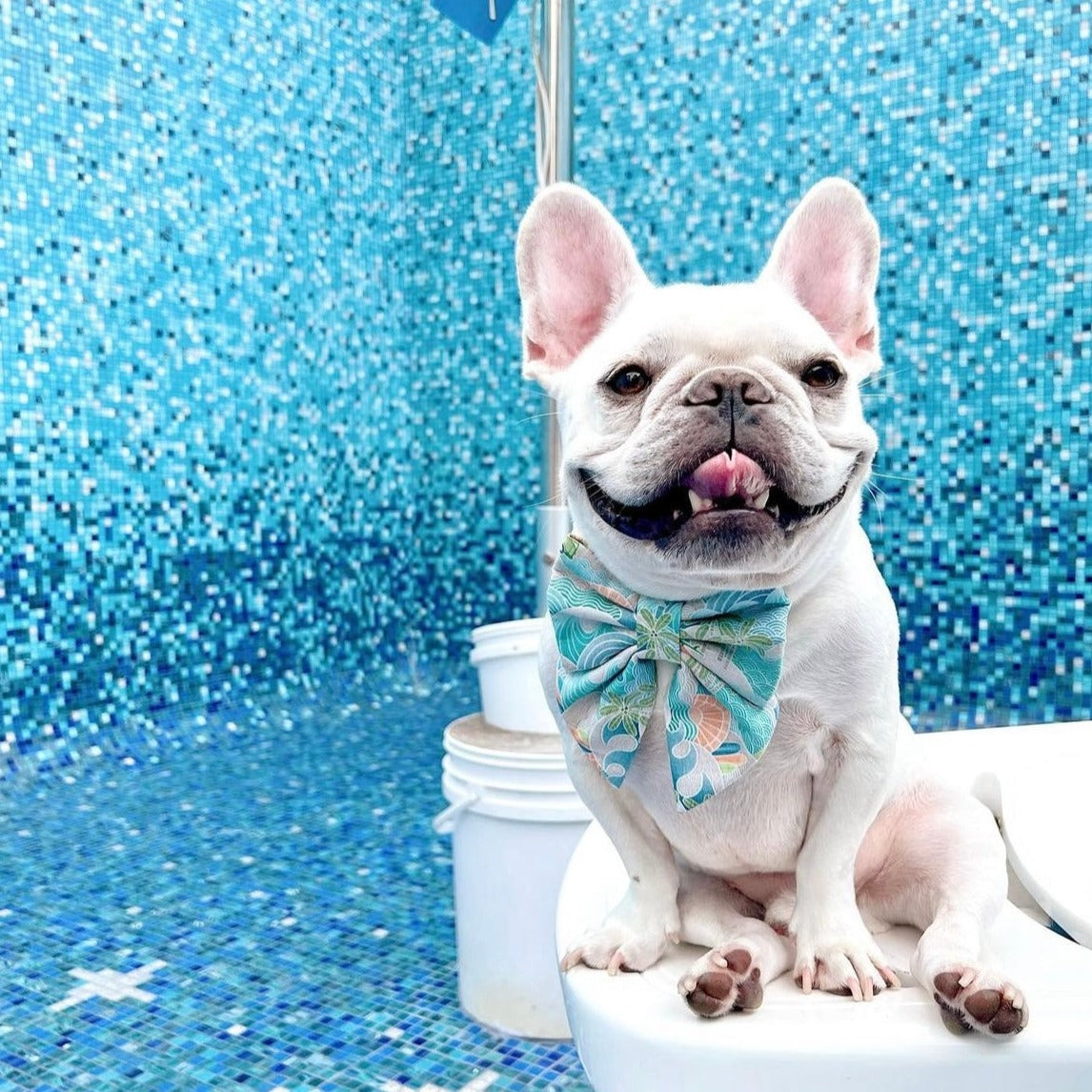 SURF PARADISE - DOG COLLAR