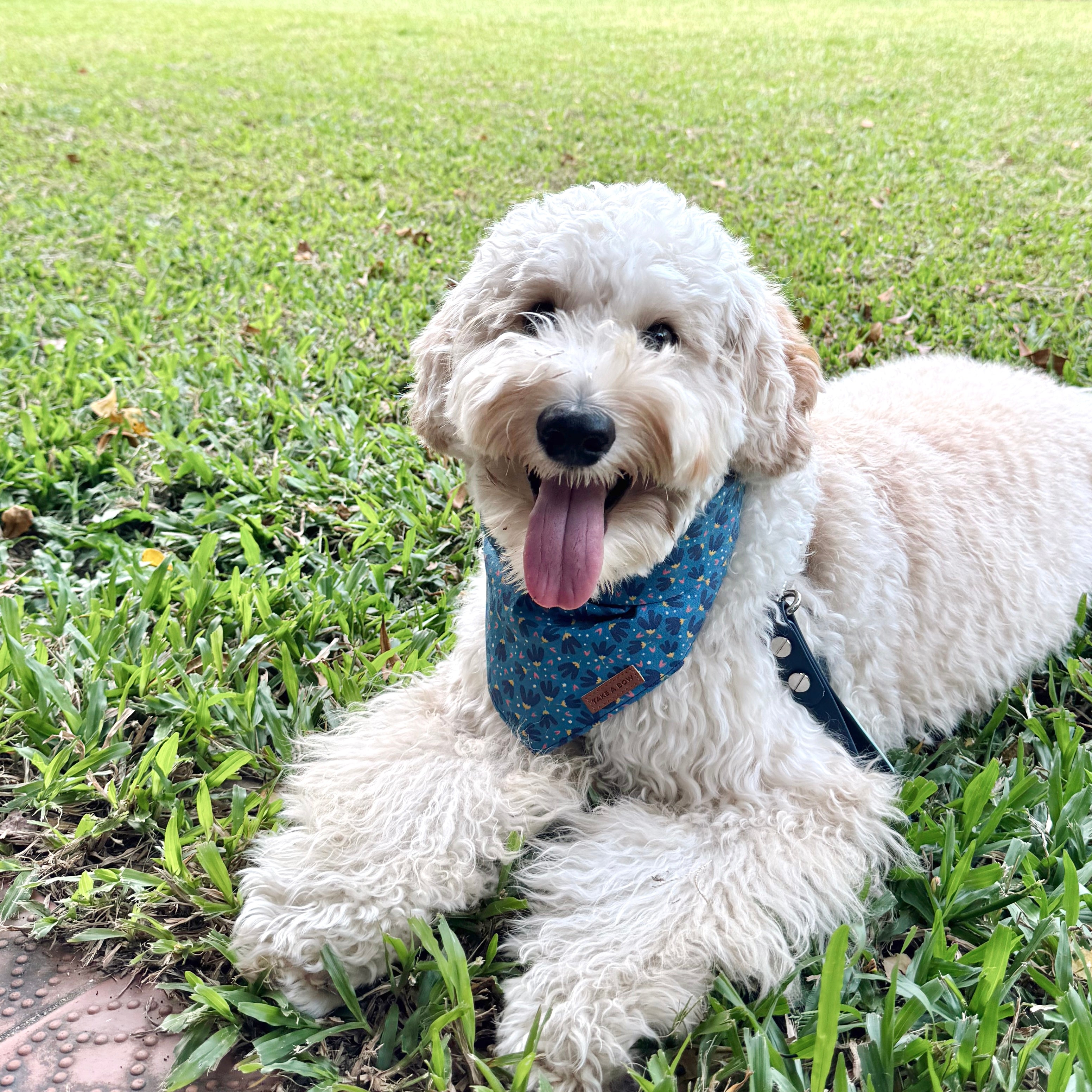 FLOWER POWER BLUE - Dog Collar 2.5cm Large // READY TO SHIP