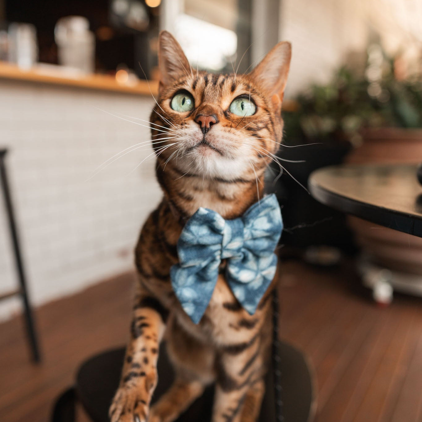 INDIGO EKO - CAT COLLAR