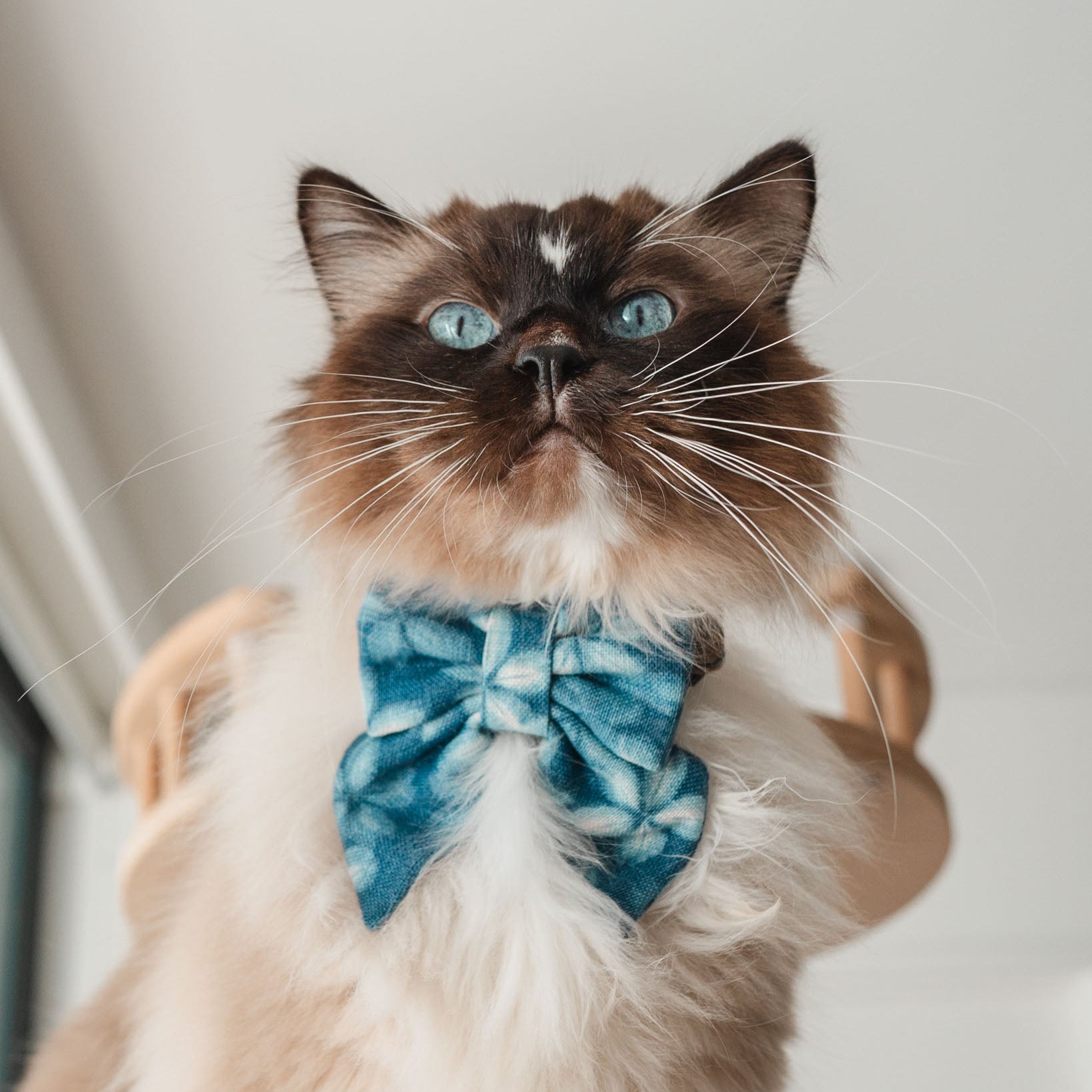 INDIGO EKO - CAT COLLAR