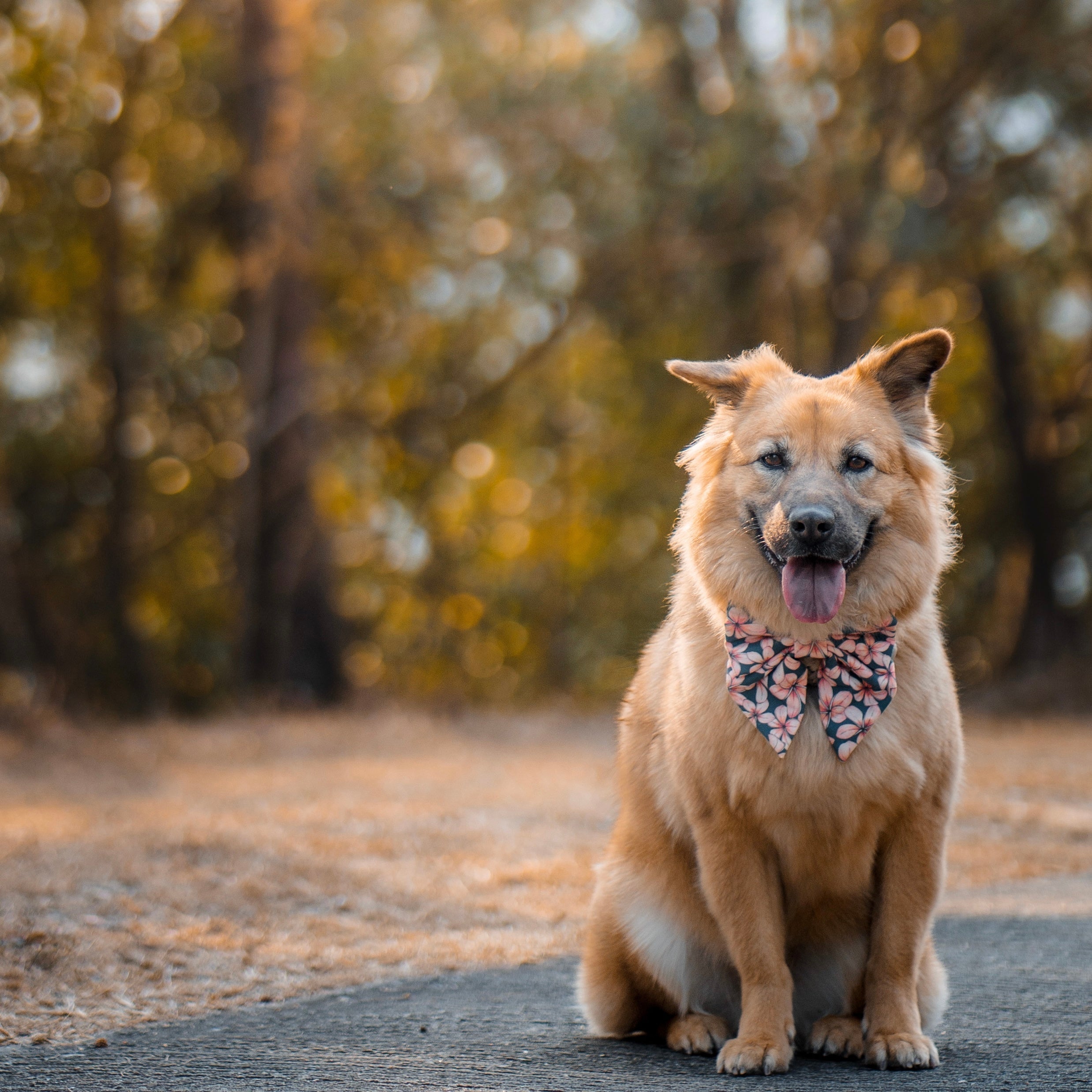 PLUMERIA ISLAND - Dog Collar 2cm Standard // READY TO SHIP