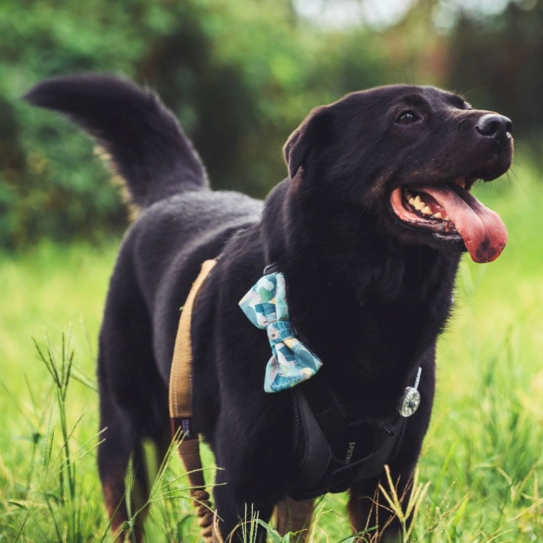 FOREST GRIZZLY - DOG COLLAR