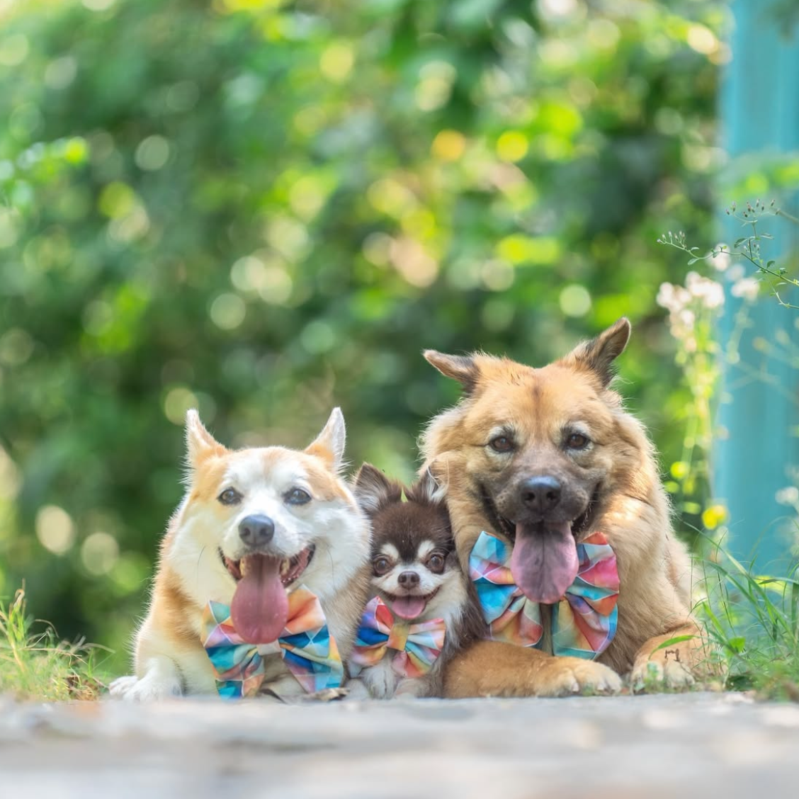 SPECTRUM - Bowtie Standard, Large & XL // READY TO SHIP