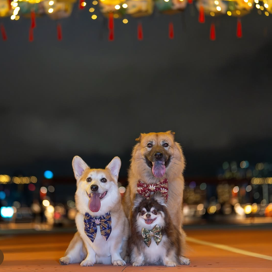 BAMBOO CHIKURIN PURPLE - BANDANA