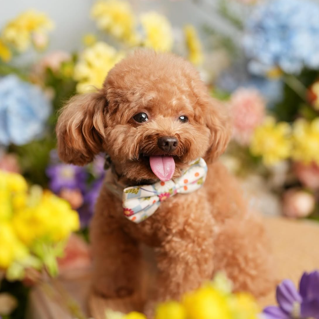 KAWA BELLIS BLUE - Bowtie Petite // READY TO SHIP