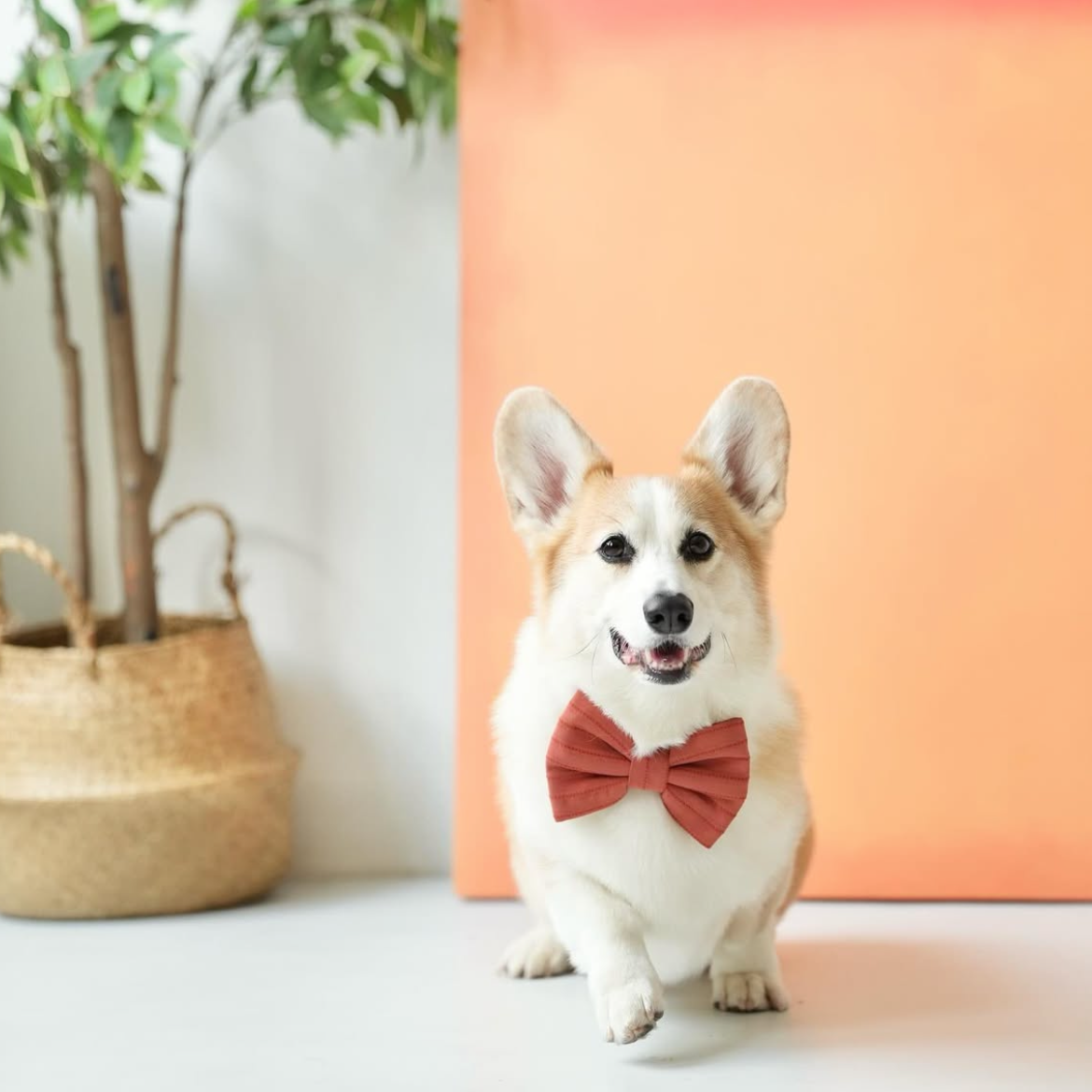 NECTAR SYRUP - SAILOR BOW