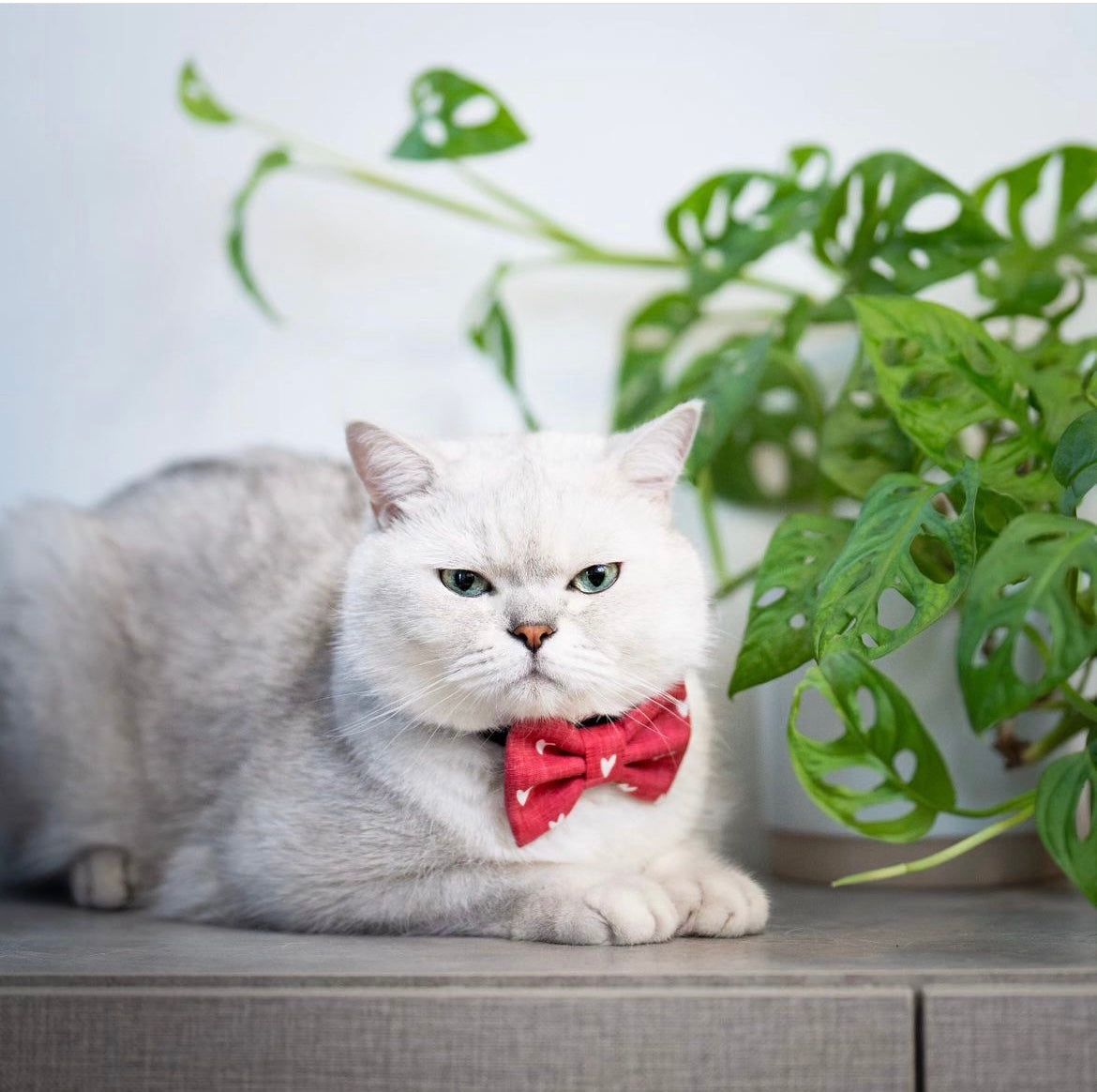 MILLIE HEARTS - Bowtie XL // READY TO SHIP