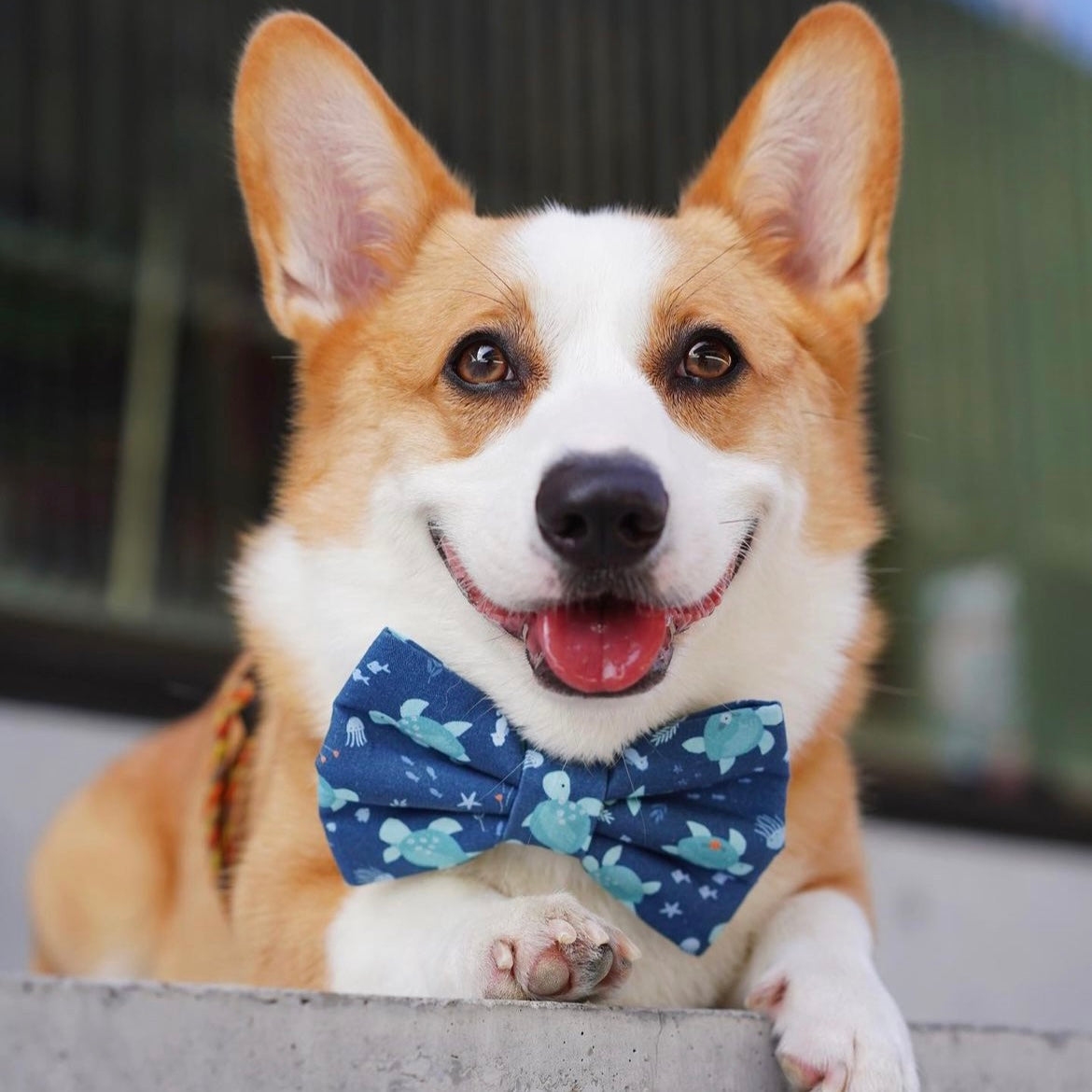 SEA TURTLES - Bowtie Large // READY TO SHIP