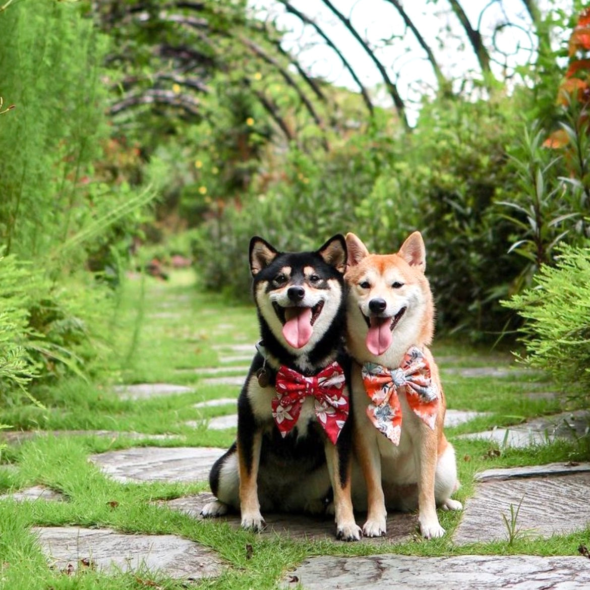 AUTUMN MAPLE - BANDANA