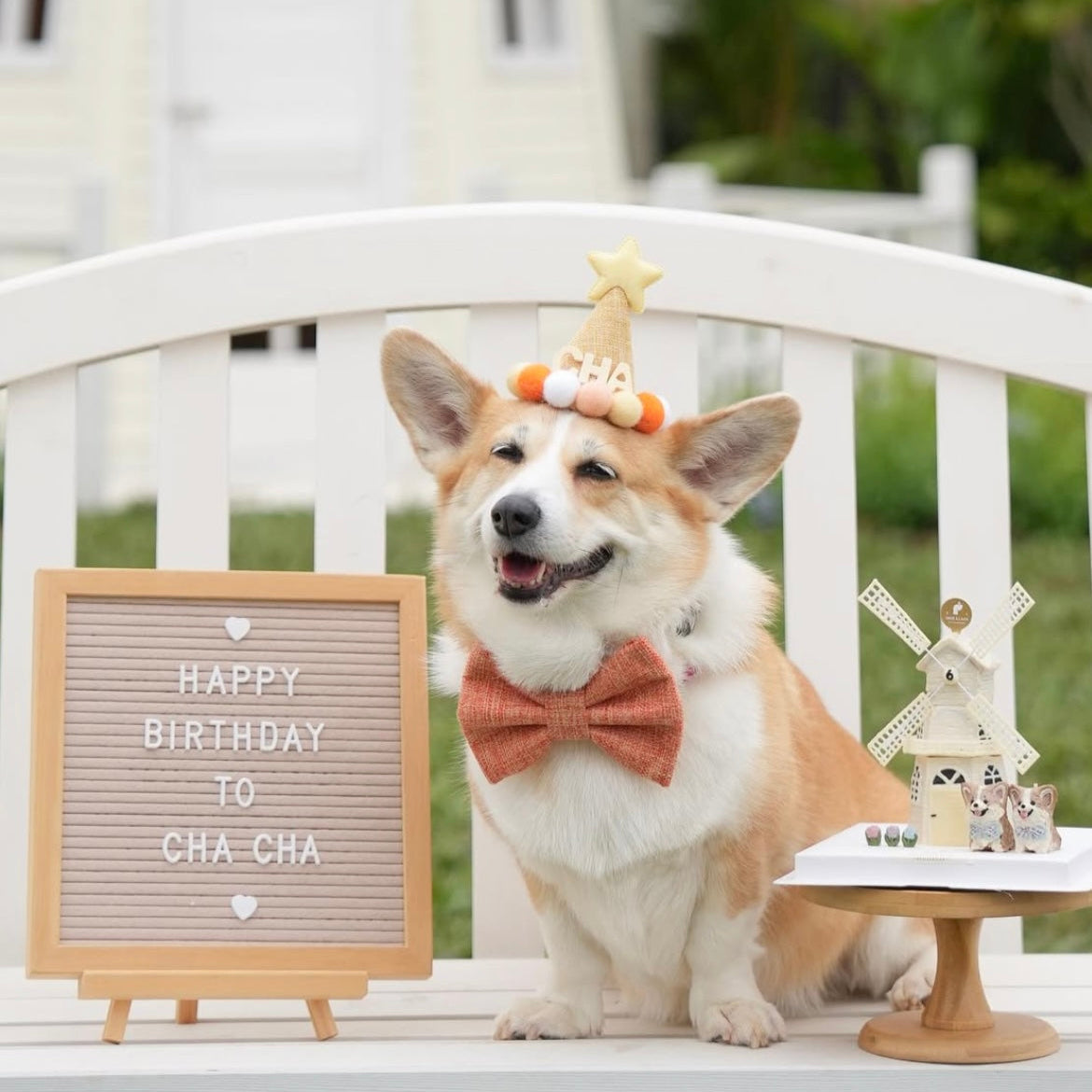 BARKDAY HAT - MANGO SUNDAE