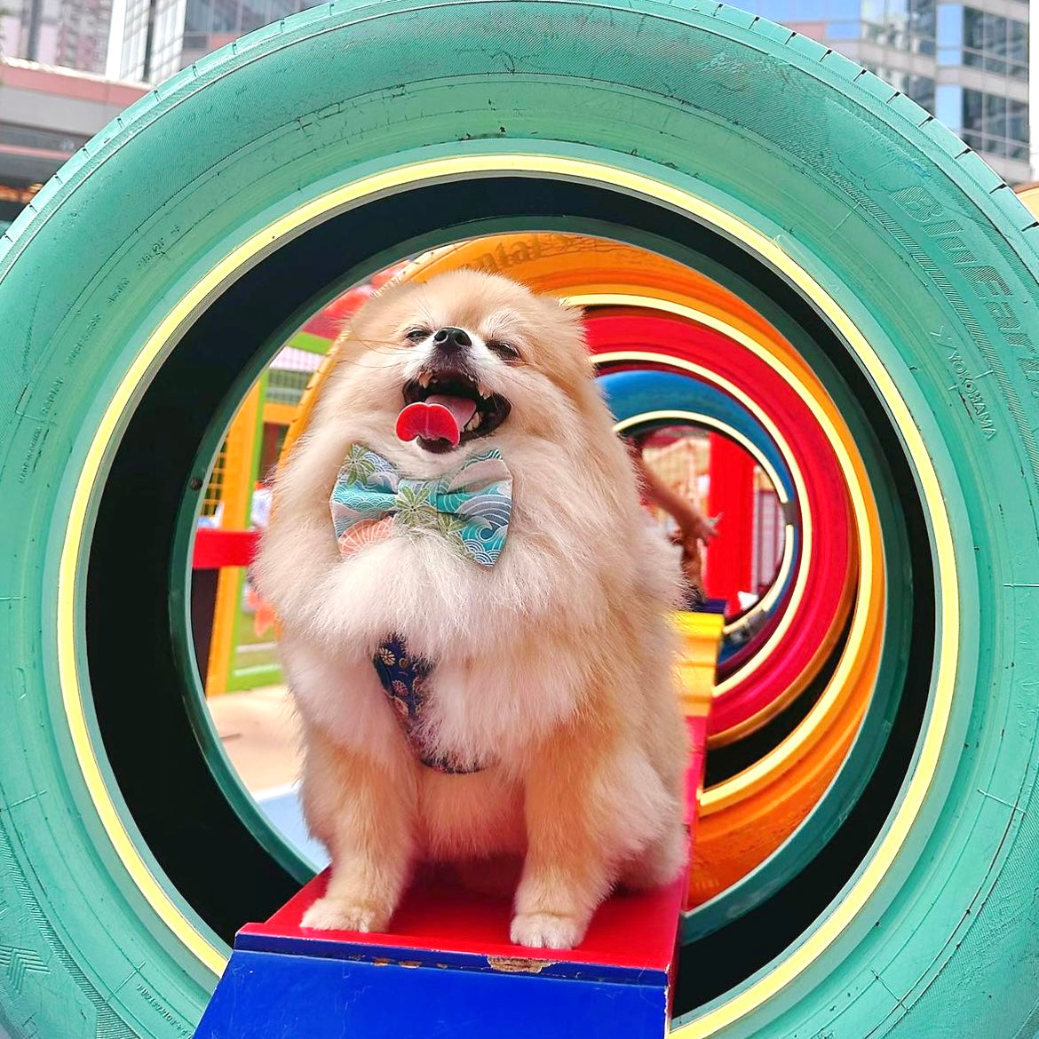 SURF PARADISE - DOG COLLAR