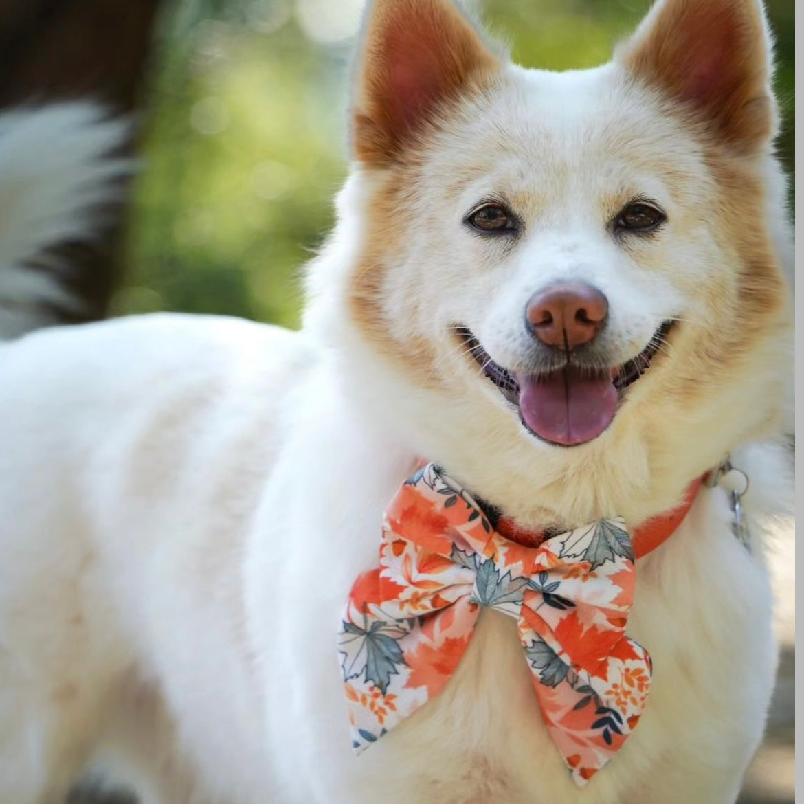 AUTUMN MAPLE - BANDANA