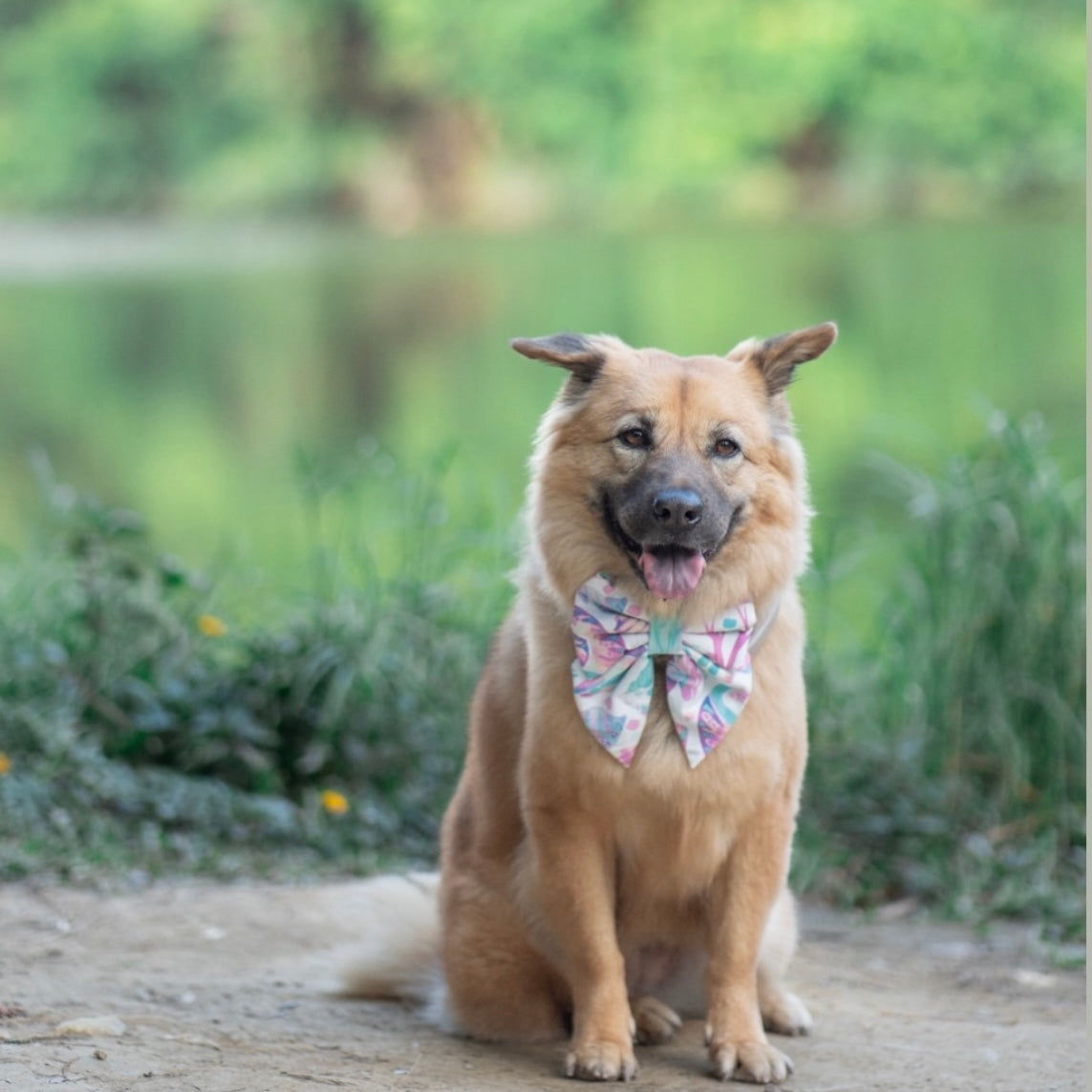 SHELLO - Dog Collar 2.5cm Large // READY TO SHIP