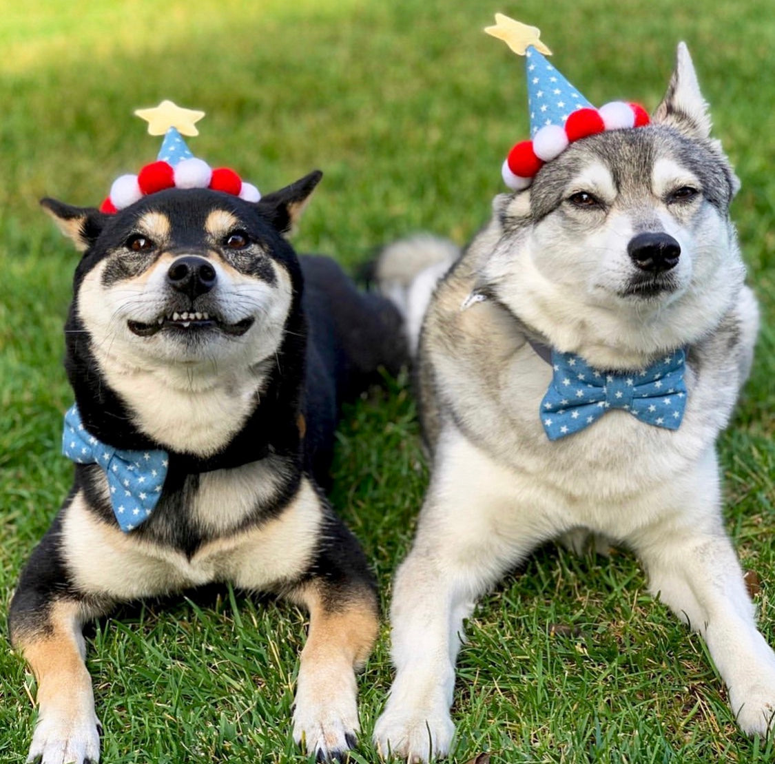 BARKDAY HAT - PINK MARSHMALLOW