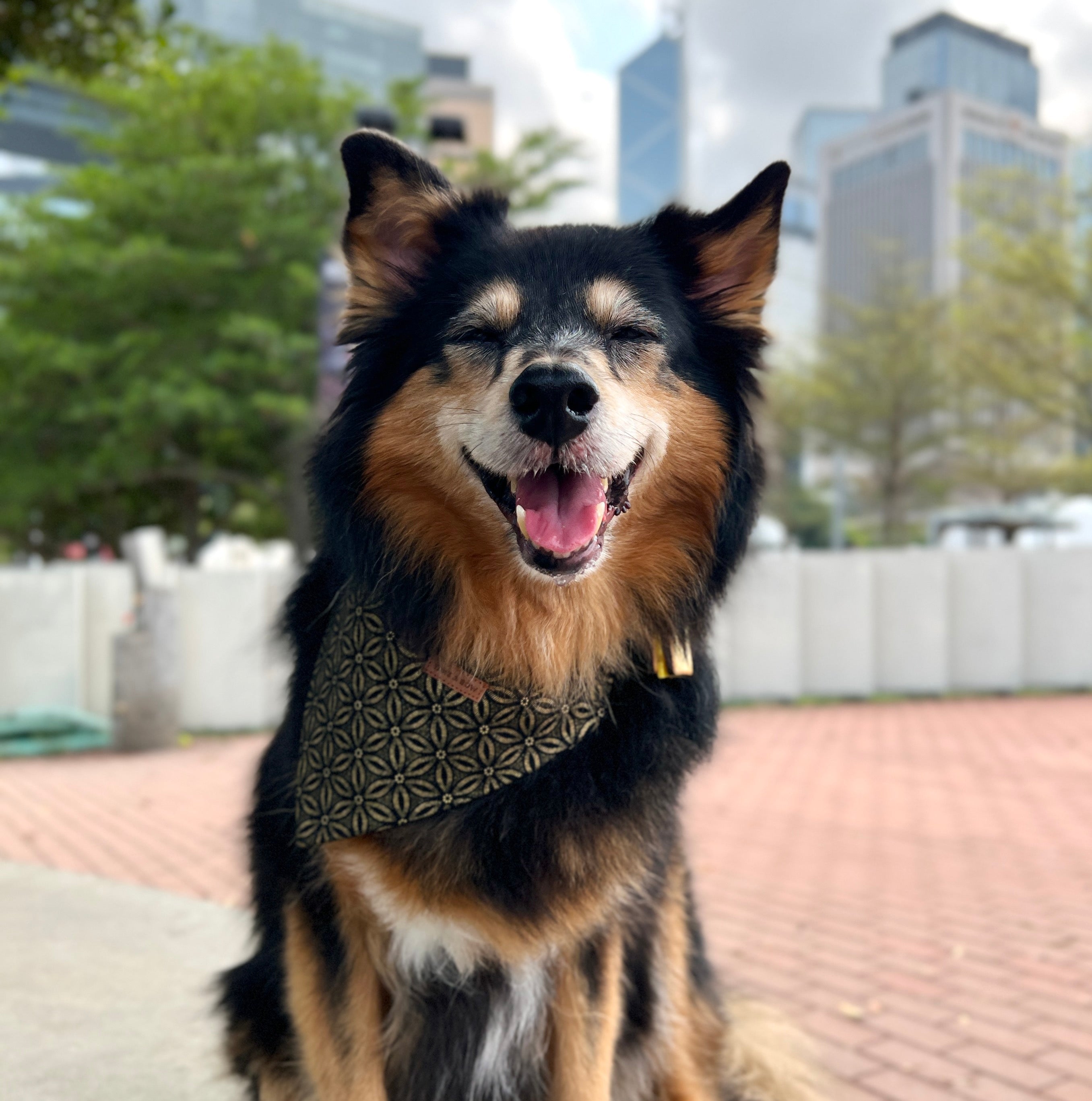 CLEMATIS NOIR - BANDANA