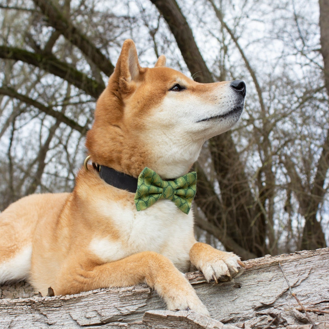 SPRUCE - CAT COLLAR