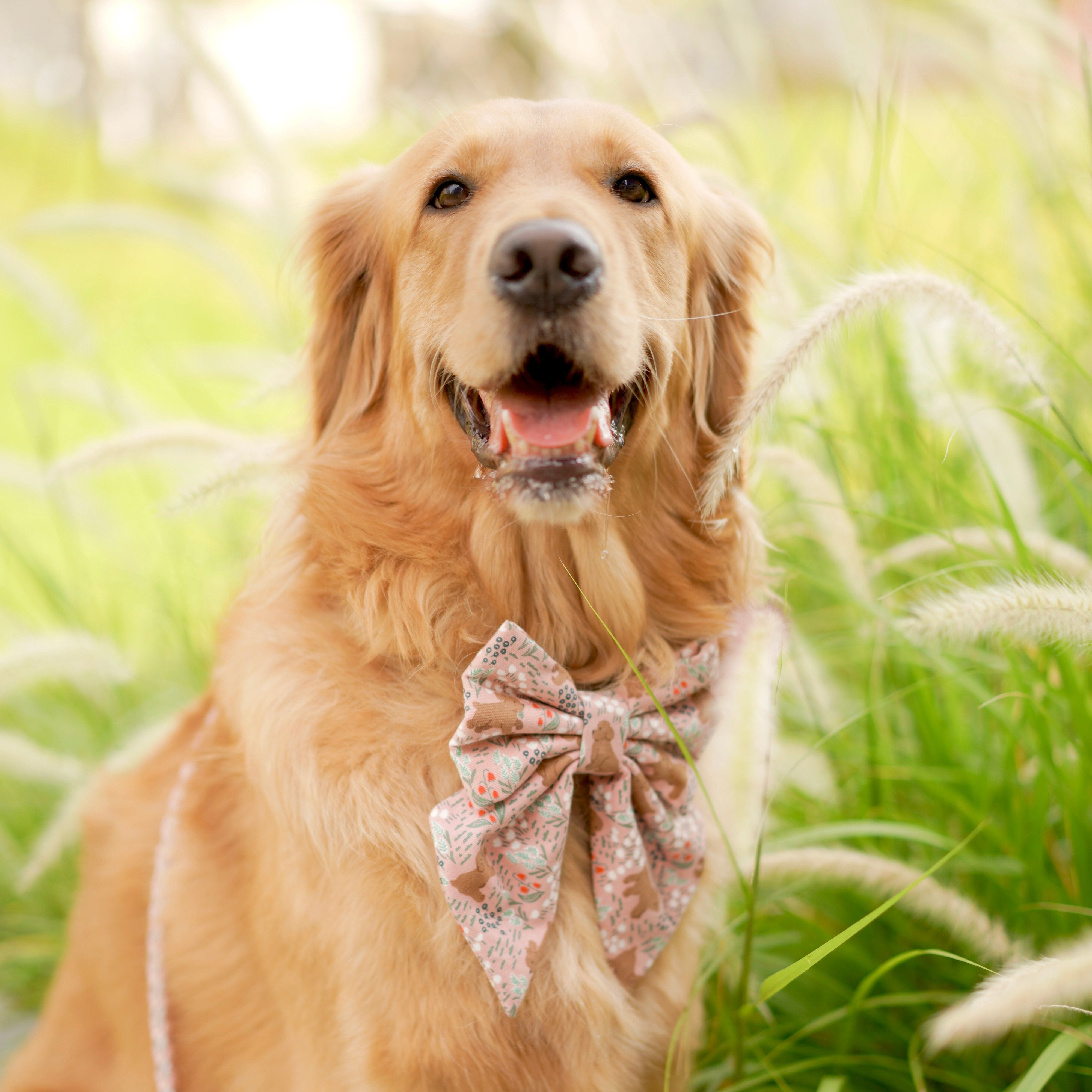 POODLE FIELD  - BANDANA