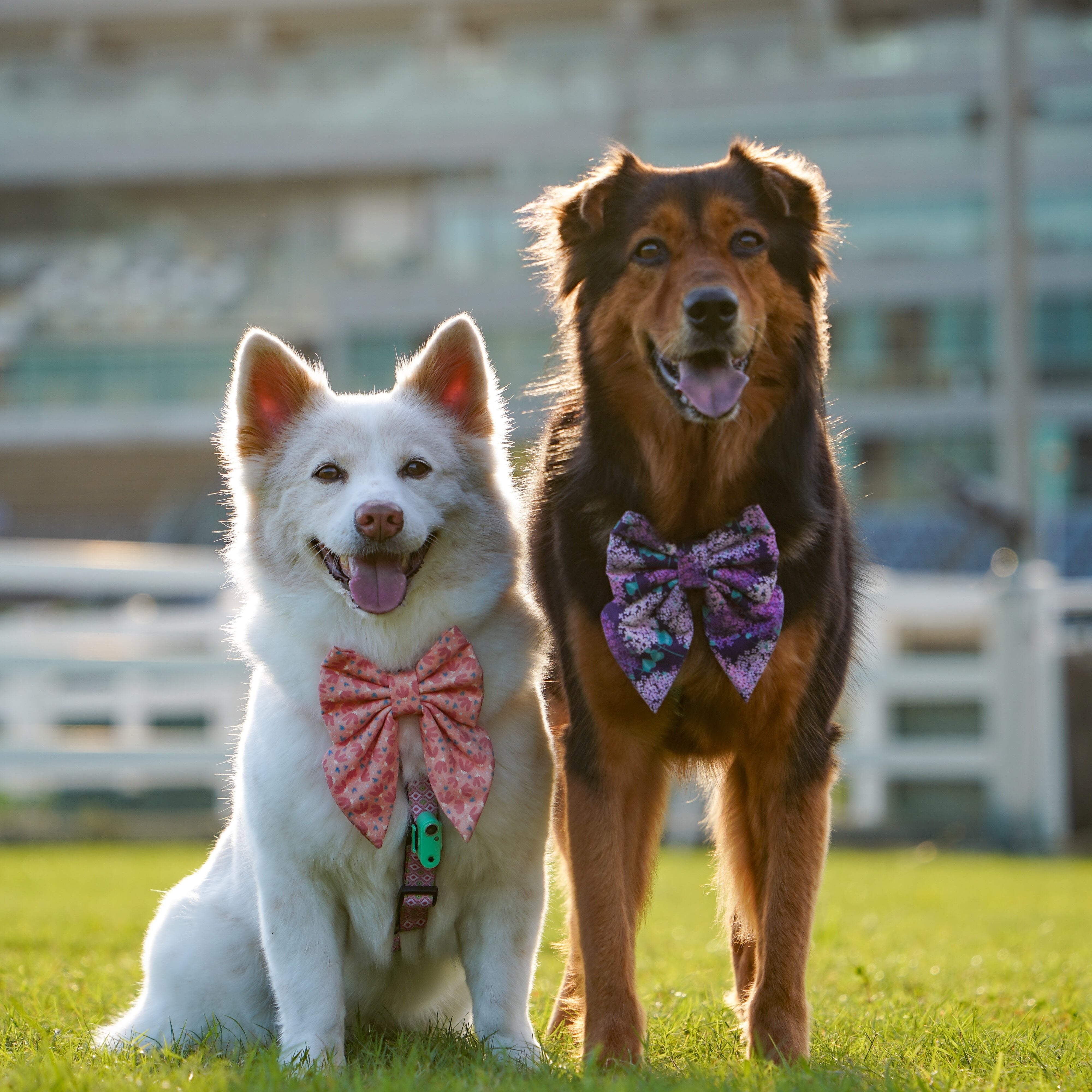 FLOWER POWER PINK - DOG COLLAR