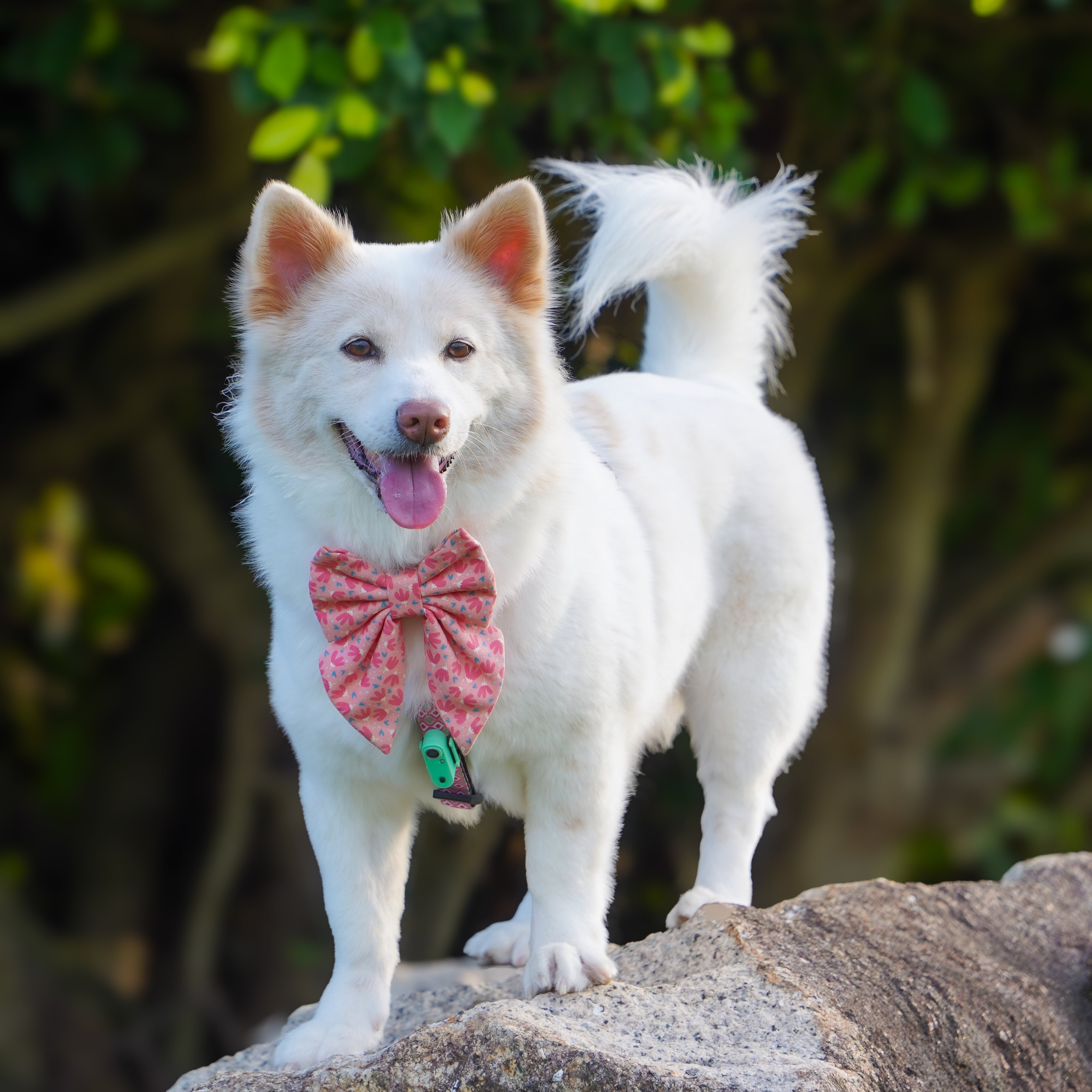 FLOWER POWER PINK - DOG COLLAR