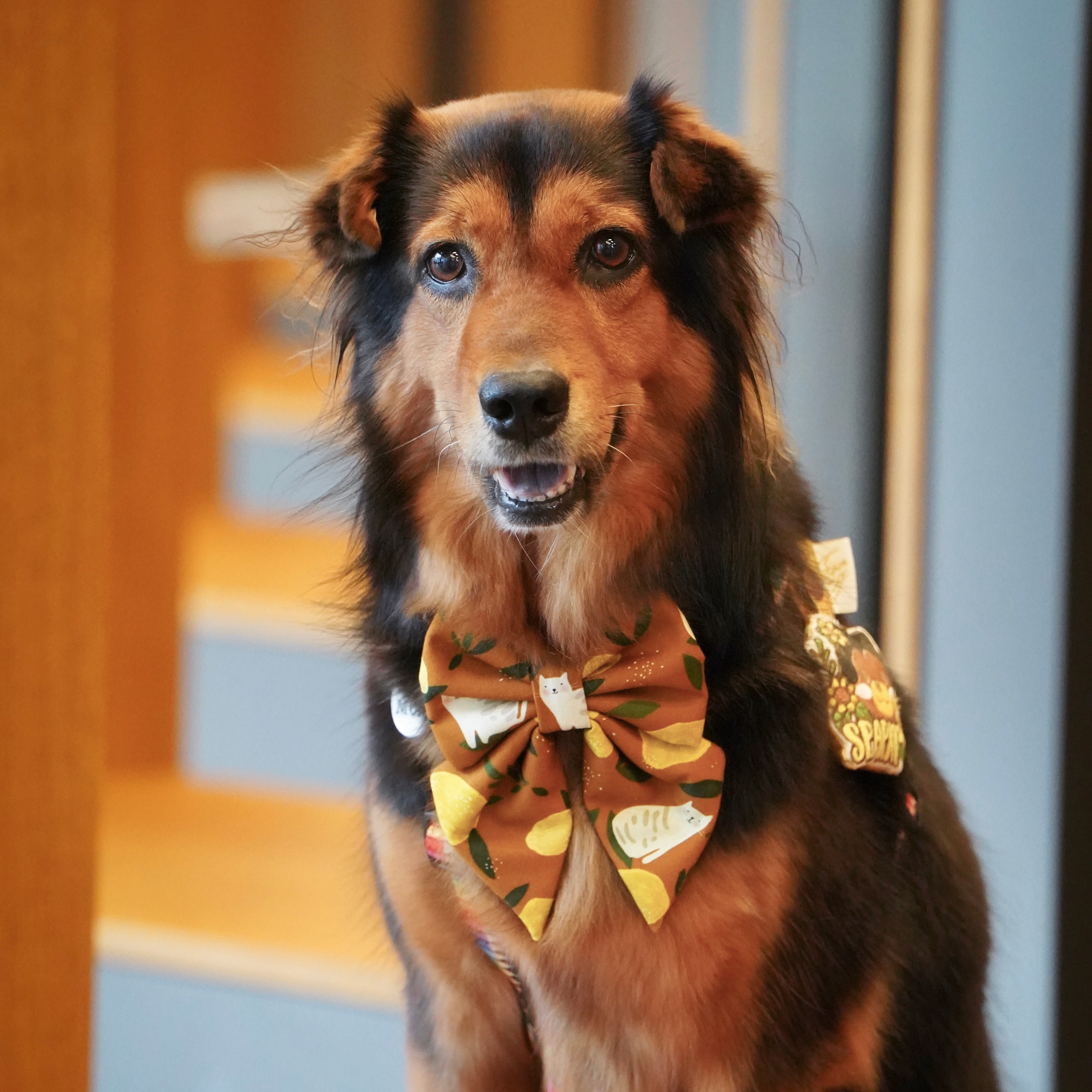 LEMON TABBY - SAILOR BOW