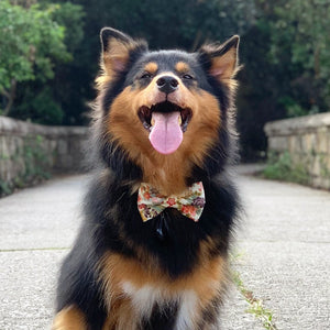 AKI AUTUMN - Bowtie Petite & Large // READY TO SHIP