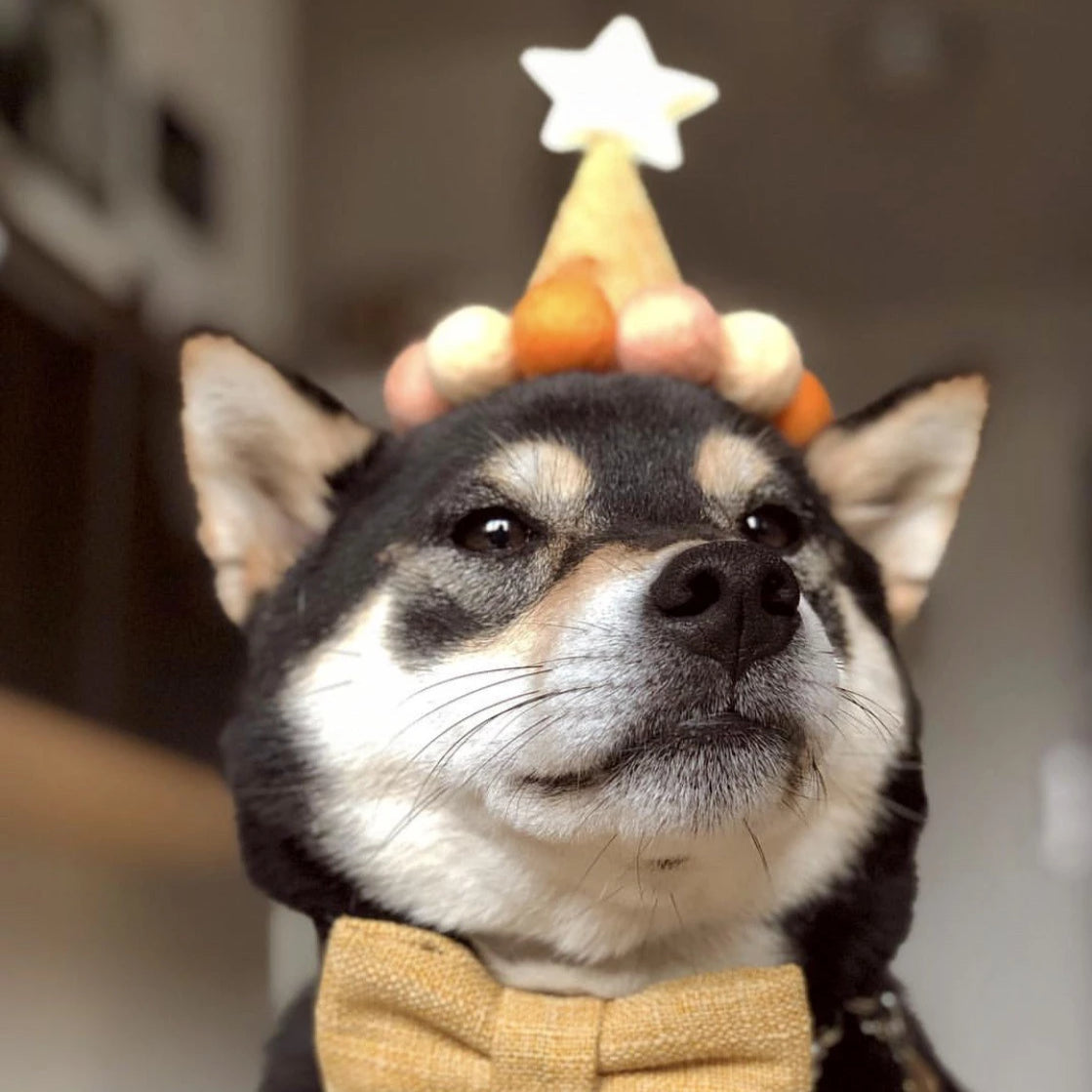 BARKDAY HAT - MANGO SUNDAE