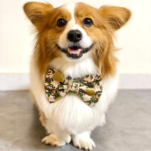 PINA COLADA - Bowtie Standard & Large & XL // READY TO SHIP