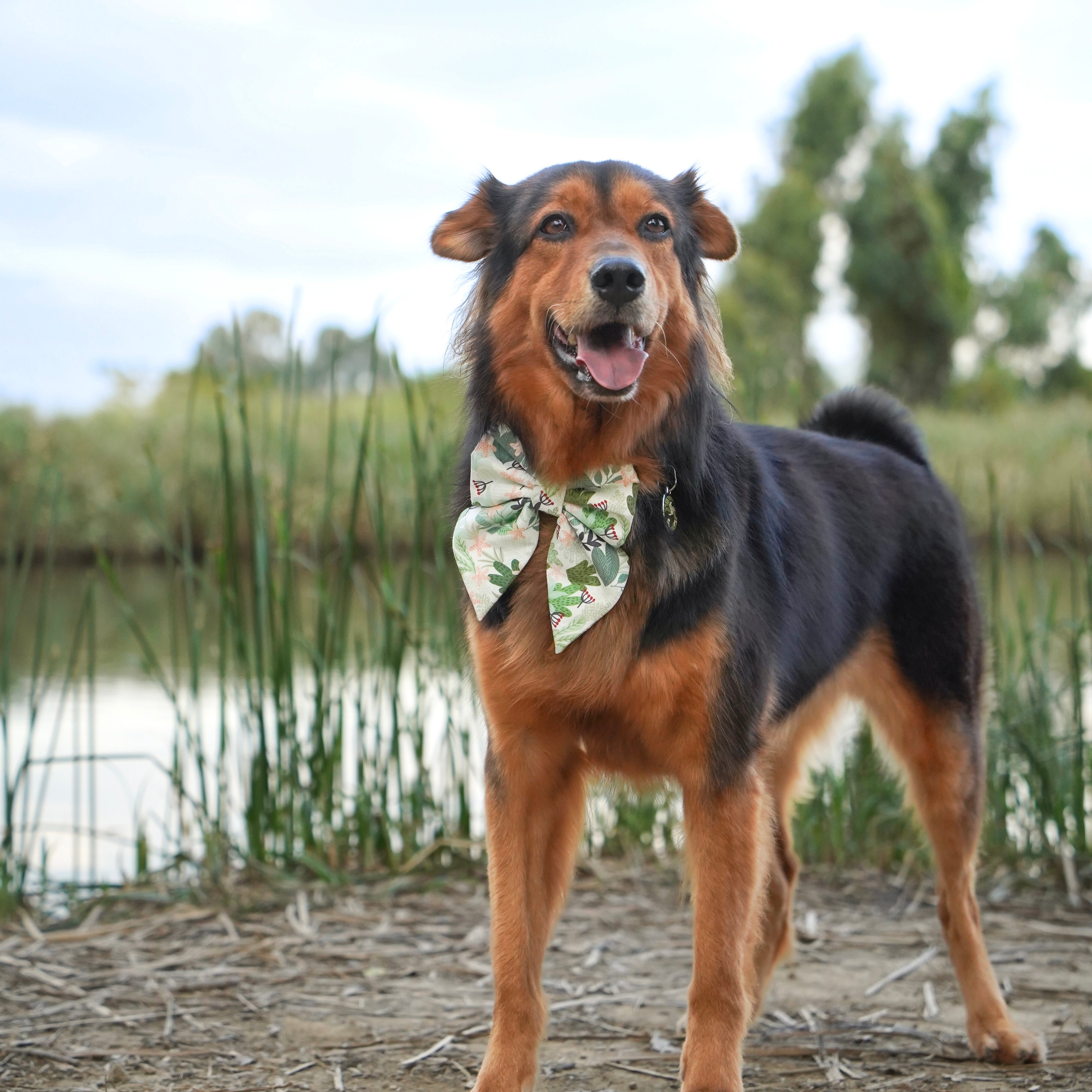 SUNROOF TERRACE - Dog Collar 2.5cm Large // READY TO SHIP