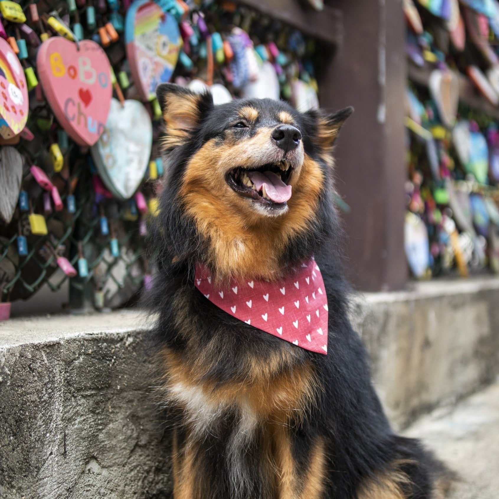 MILLIE HEARTS - Bowtie XL // READY TO SHIP