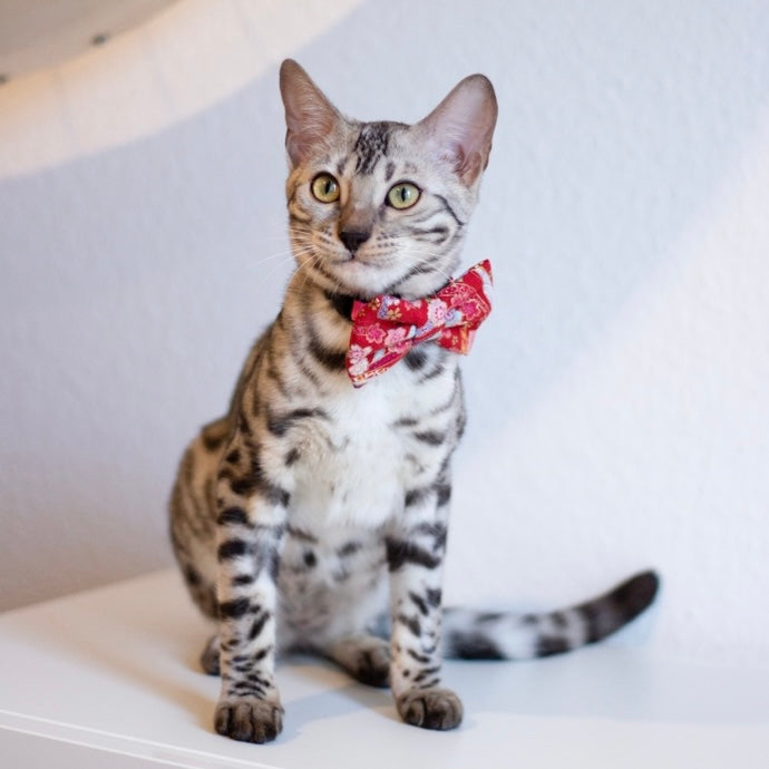 OBI RIBBON - CAT COLLAR