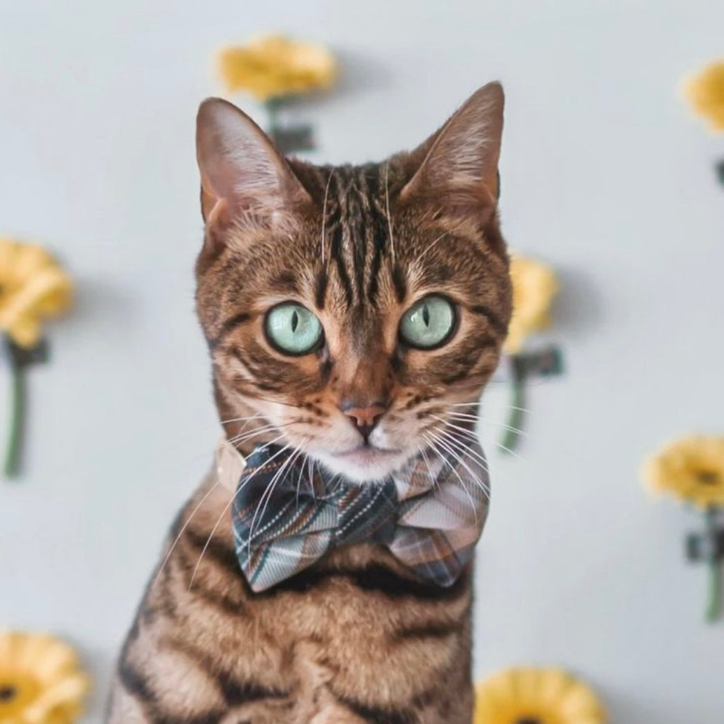 STOCKHOLM - Bowtie Standard // READY TO SHIP