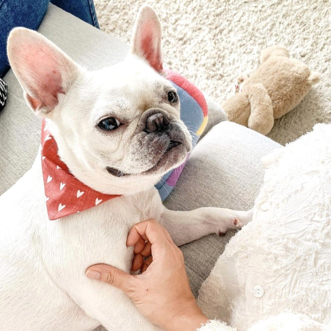 MILLIE HEARTS - Bowtie XL // READY TO SHIP