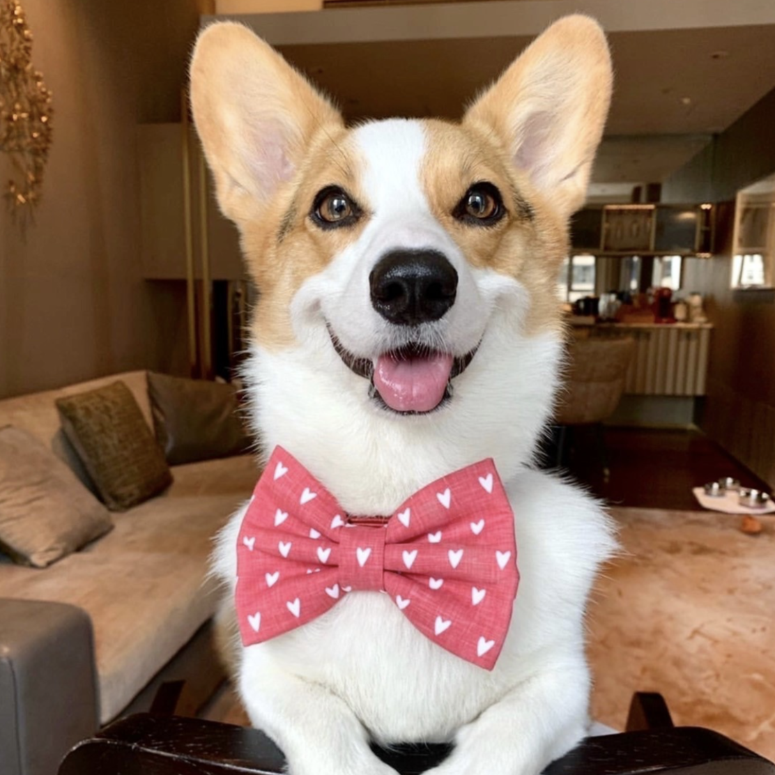 MILLIE HEARTS - Bowtie XL // READY TO SHIP