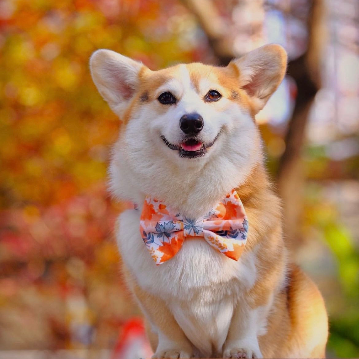 AUTUMN MAPLE - BANDANA