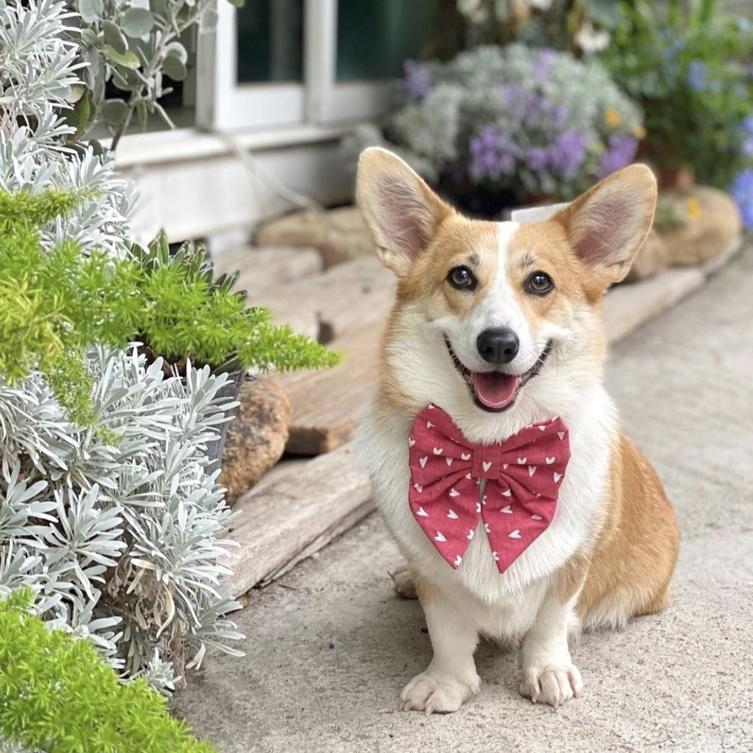 MILLIE HEARTS - Bowtie XL // READY TO SHIP