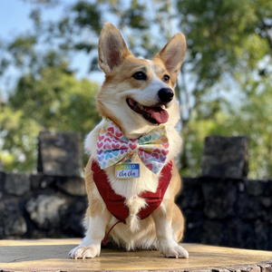 PRIDE - Bowtie Petite & Standard // READY TO SHIP